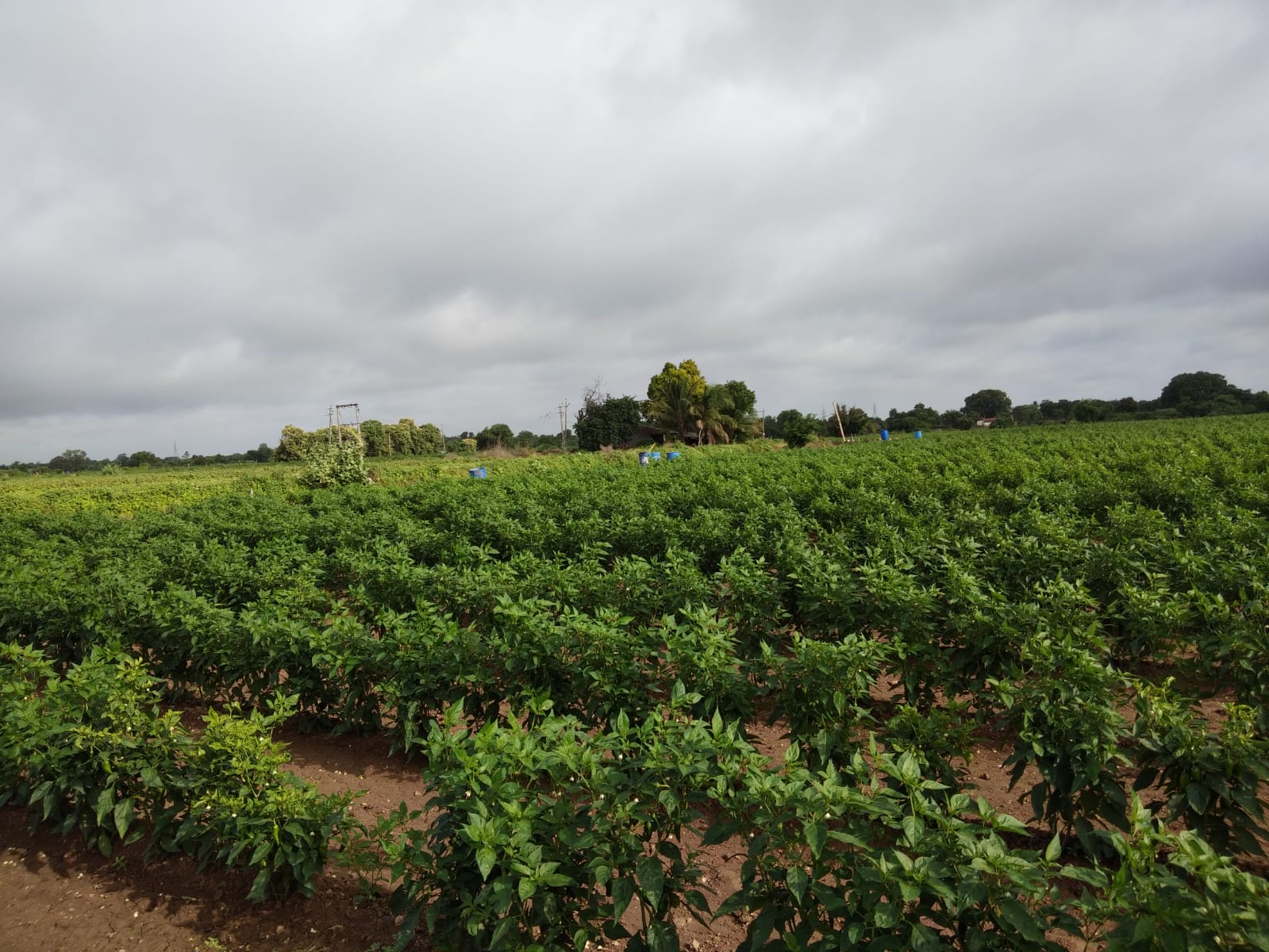 Pure Chili Powder farm view 1