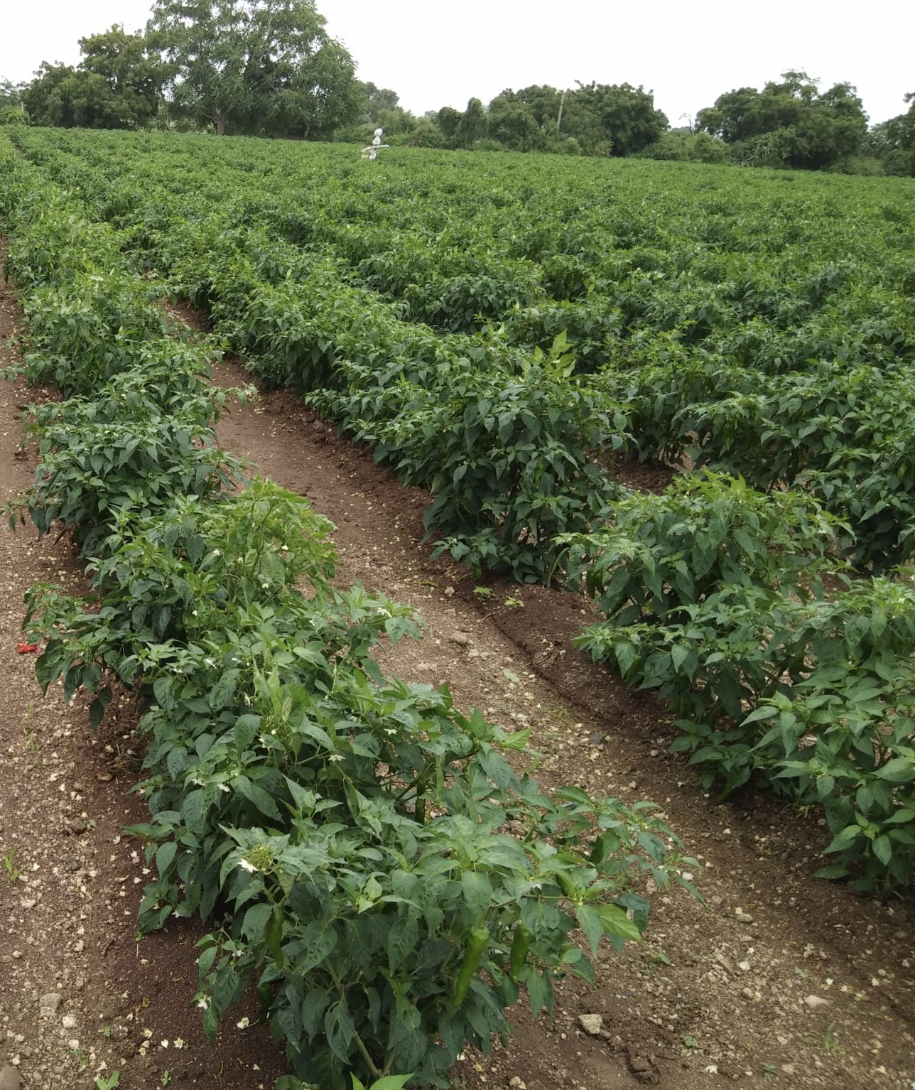 Pure Chili Powder farm view 2