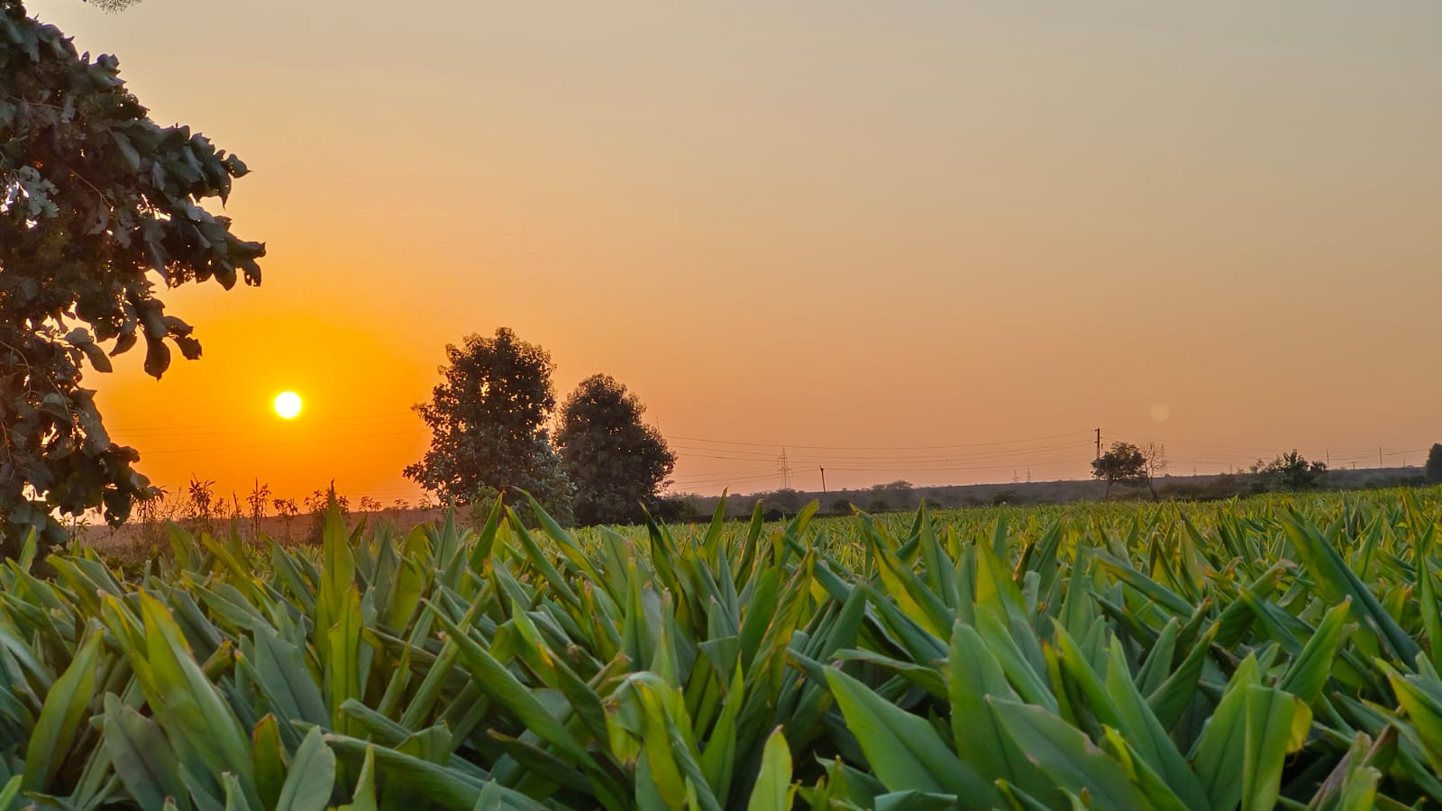 Pure Turmeric Powder farm view 1