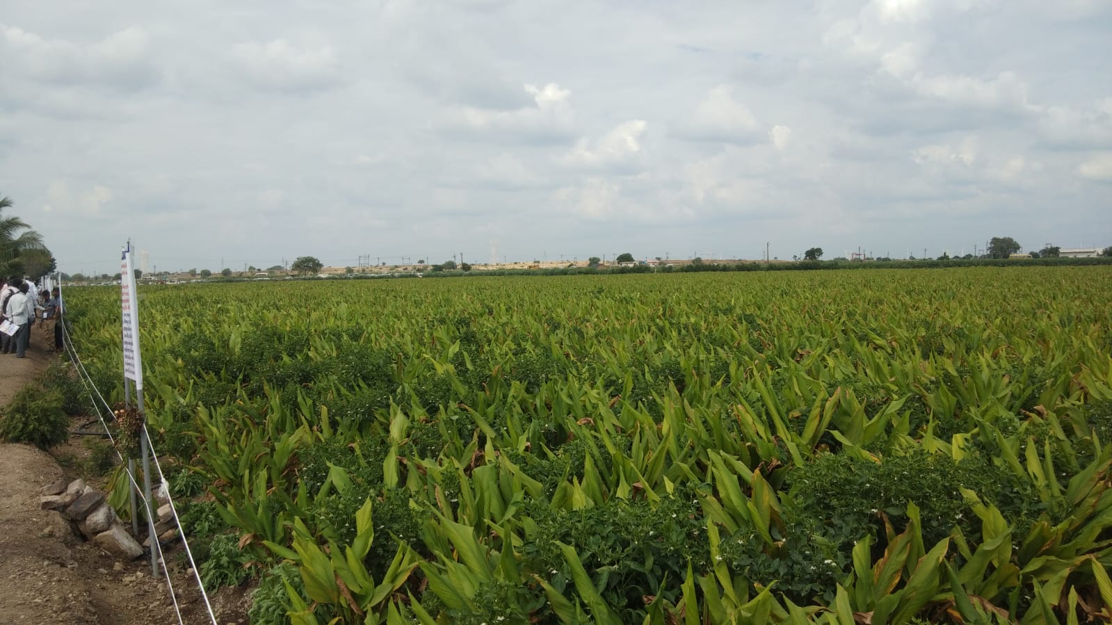 Pure Turmeric Powder farm view 2